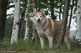 SIBERIAN HUSKY 1033